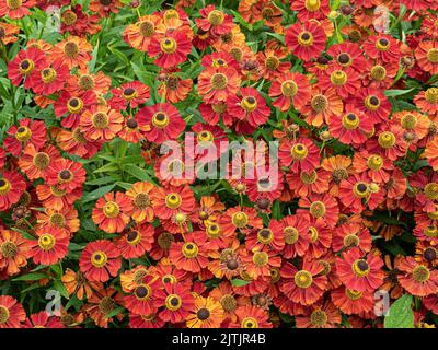 Die tiefen Mahagoni-roten Blüten von Helenium 'Rubinzwerg' Stockfoto