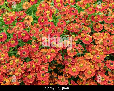 Die tiefen Mahagoni-roten Blüten von Helenium 'Rubinzwerg' Stockfoto