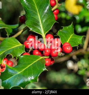 Eine Gruppe leuchtend roter Holly-Beeren, umgeben von leuchtend grünen Holly-Blättern Stockfoto