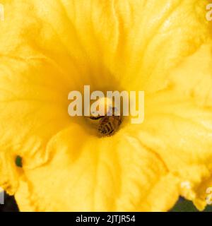 Eine Nahaufnahme einer Honigbiene, die Nektar von einer leuchtend gelben Zucchini-Pflanze sammelt Stockfoto