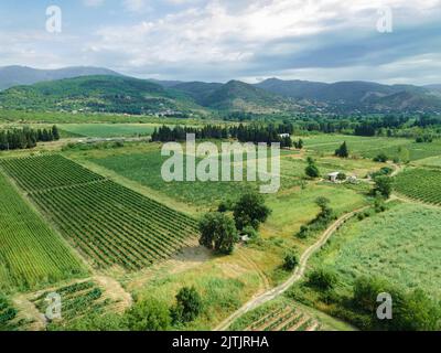 Schöne Aussicht von der Drohne auf die Traubenfelder vor dem Hintergrund der Berge. Schöne Landschaft von Weinbergen an einem hellen Sommertag Stockfoto