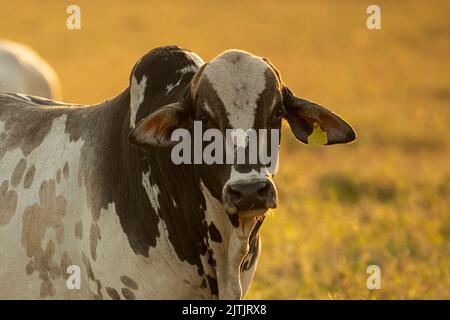 Porträt von Stier auf der Weide bei Sonnenuntergang. Stockfoto