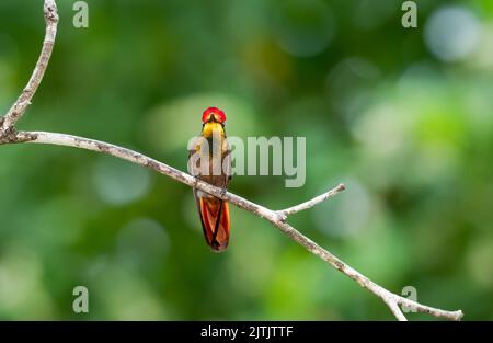 Exotisches Gold und roter Ruby Topaz Kolibri mit Bokeh Hintergrund auf der Insel Trinidad. Stockfoto