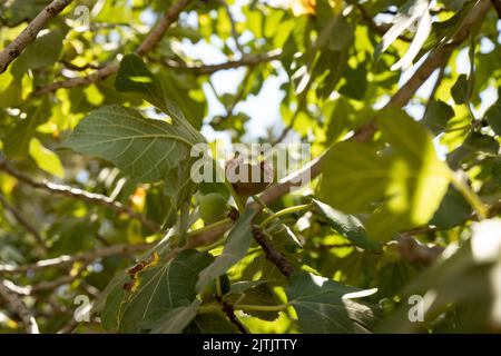 Die überreife Frucht auf dem Ast des Feigenbaums Stockfoto