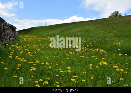 Ein blühendes Feld im Frühjahr, Sainte-Apolline, Quebec, Kanada Stockfoto