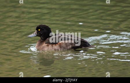 WEIBLICHE GETUFTETE ENTE BEI WILDVÖGELN UND FEUCHTGEBIETEN TRUST, ARUNDEL, WEST SUSSEX PIC MIKE WALKER,2012 MIKE WALKER BILDER Stockfoto