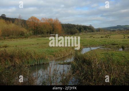 HERBST, WILDVÖGEL UND FEUCHTGEBIETE VERTRAUEN, ARUNDEL WEST SUSSEX. PIC MIKE WALKER 2012 Stockfoto