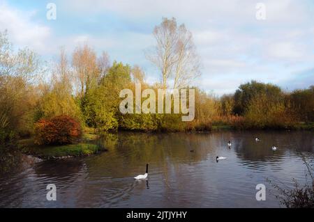 HERBST, WILDVÖGEL UND FEUCHTGEBIETE VERTRAUEN, ARUNDEL WEST SUSSEX. PIC MIKE WALKER 2012 Stockfoto