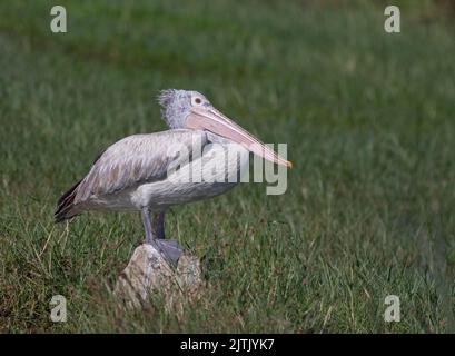 pelikan im Gras; großer Vogel, der auf einem Felsen ruht; Pelikan, der auf einem Felsen thront; Pelikan mit rosafarbenem Rücken, Pelecanus rufescens aus Murchison Uganda Stockfoto