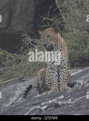 Leopard im Sonnenlicht; Leopard im Sonnenlicht; Leopard im goldenen Licht; Sri Lanka Leopard aus dem Yala National Park. Stockfoto