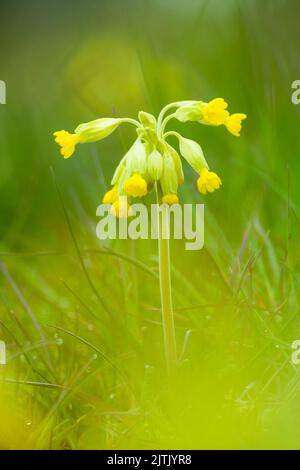 Primula veris in Blume am Milton Hill in der Mendip Hills National Landscape, Wells, Somerset, England. Stockfoto