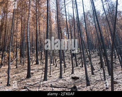 Wilder Feuerwald Stockfoto