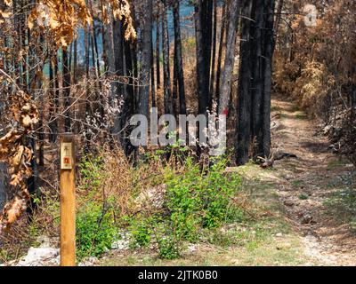 Wilder Feuerwald Stockfoto