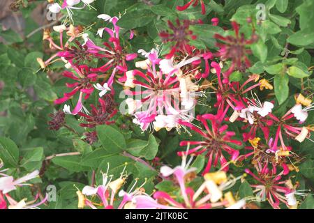 Geißbohne, Lonicera, wächst in einem Garten, Herefordshire, England Stockfoto