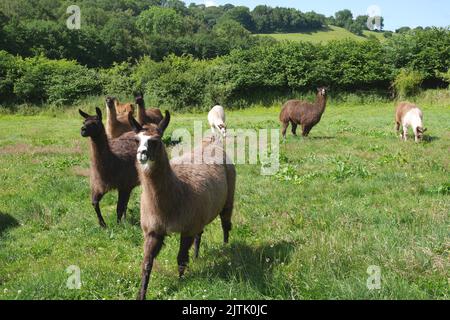 Lamas auf einem Feld, auf einer Farm, Ewyas Harold, Herefordshire, England Stockfoto