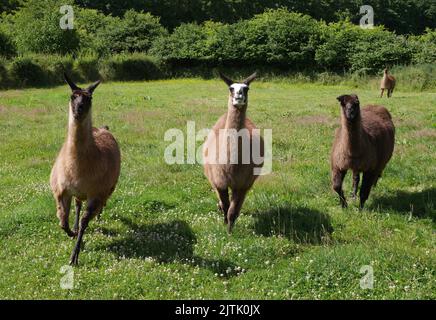 Lamas auf einem Feld, auf einer Farm, Ewyas Harold, Herefordshire, England Stockfoto