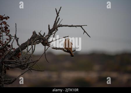 Kestrel wartet auf Beute Stockfoto