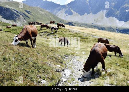 Abondance Kühe - La Rosière - Französische Alpen - Savoie - Frankreich Stockfoto