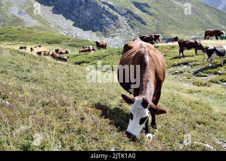 Abondance Kühe - La Rosière - Französische Alpen - Savoie - Frankreich Stockfoto