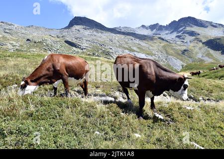 Abondance Kühe - La Rosière - Französische Alpen - Savoie - Frankreich Stockfoto