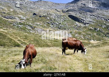 Abondance Kühe - La Rosière - Französische Alpen - Savoie - Frankreich Stockfoto