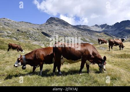 Abondance Kühe - La Rosière - Französische Alpen - Savoie - Frankreich Stockfoto