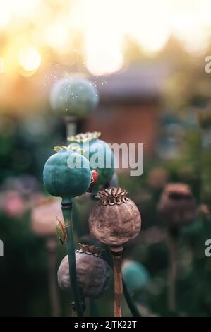 Opium Mohnköpfe, Nahaufnahme. Papaver somniferum, allgemein bekannt als Opiummohn oder Brotmohn, ist eine Art blühender Pflanzen der Papaveraceae fa Stockfoto