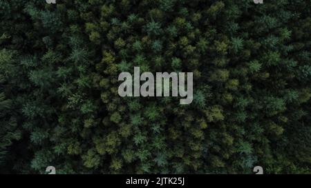 Dänischer Wald aus Vogelperspektive Stockfoto