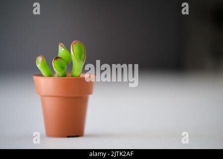 Mini Crassula ovata gollum. Ungewöhnliche Pflanze mit röhrenförmigen, trompetenförmigen Blättern. Stockfoto