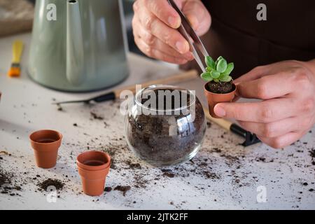 Die Hände des Mannes mit einer Pinzette zum Umtopfen einer kleinen Sukulente des kleinen Juwels. Stockfoto