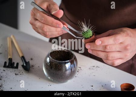 Die Hände des Mannes mit einer Pinzette zum Umtopfen eines Mini-Kaktus UN Pico. Stockfoto