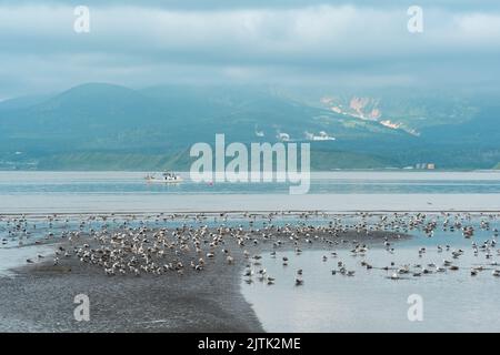 Möwen auf den Untiefen bei Ebbe vor dem Hintergrund einer Meeresbucht mit einem nebligen Vulkan in der Ferne, einer Landschaft in der Nähe der Stadt Yuzhno-Kuril Stockfoto