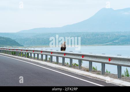 Grauer Seeadler sitzt auf einer Verkehrsbarriere am Rande einer Küstenstraße vor dem Hintergrund einer nebligen Bucht, Kunashir Island Stockfoto