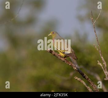 Ein schöner grüner Vogel mit einem großen Körper, der auf einem Ast sitzt; orangefarbene grüne Taube, die auf einem Ast eines toten trockenen Baumstrauch aus Sri Lanka thront Stockfoto