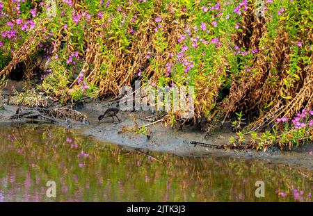 Nahaufnahme eines juvenilen eurasischen Curlews (Numenius arquata) Stockfoto