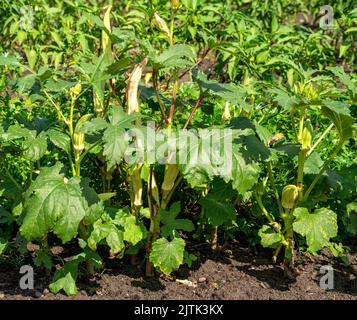 Nahaufnahme von Okra, die in einem Garten wächst (Abelmoschus esculentus) Stockfoto