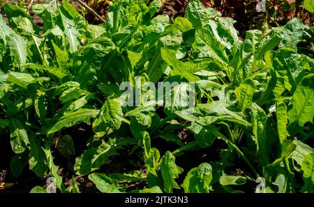 Nahaufnahme von Chikory, die in einem Garten wächst (Cichorium intybus) Stockfoto