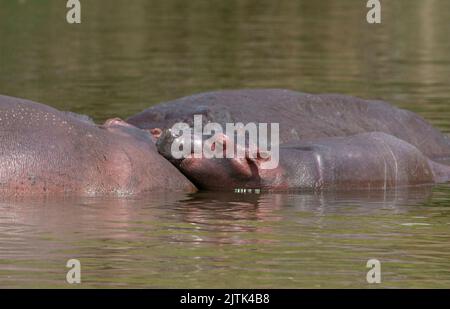 Nilpferd im Wasser; lächelndes Nilpferd; Nilpferd im Wasser; Nilpferd; Kopf eines Nilpferdes; Nilpferd aus der Nähe; Nilpferd aus dem Nil; Nilpferd aus dem Nil Stockfoto