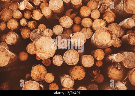 Viele gesägte Kiefernstämme liegen aufgeschichtet. Holzernte. Hintergrund von gefällten Bäumen. Protokollierung. Stockfoto