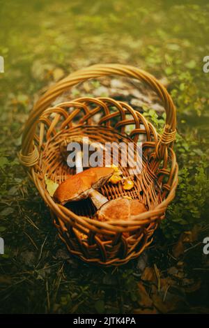 Im Wald zwischen dem Gras gibt es einen Korbkorb aus Holz mit verschiedenen gesammelten Pilzen. Pilze sammeln im Sommer. Zutaten für den d Stockfoto