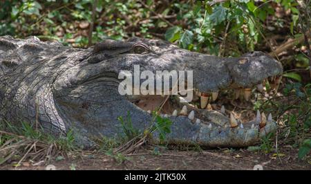 Ein großes erwachsenes Krokodil mit offenem Mund, das sich in der Sonne sonnt und seine Zähne zeigt; Nilkrokodil (Crocodylus niloticus) aus Murchison Falls Uganda Stockfoto