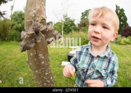 Der 2-jährige Junge untersucht Motten, die am Vorabend in einer Mottenfalle gefangen wurden, und wird freigelassen. Stockfoto