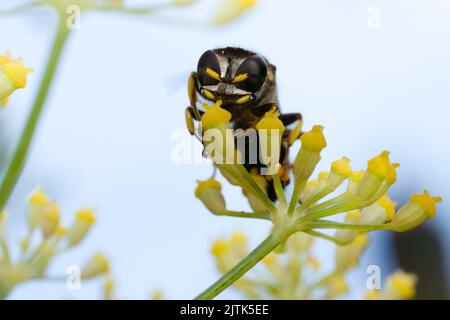 Eine Grabenwespe, die sich auf Nektar von und unter Blumen einer Fenchelpflanze in Kent, Großbritannien, ernährt. Stockfoto