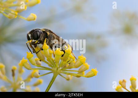 Eine Grabenwespe, die sich auf Nektar von und unter Blumen einer Fenchelpflanze in Kent, Großbritannien, ernährt. Stockfoto