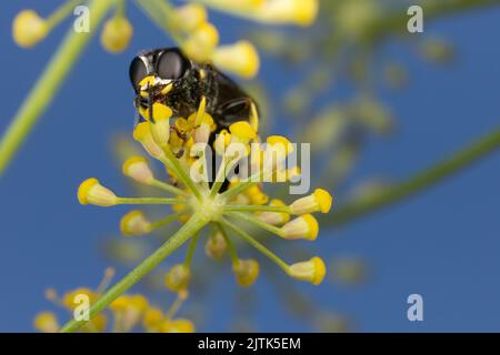 Eine Grabenwespe, die sich auf Nektar von und unter Blumen einer Fenchelpflanze in Kent, Großbritannien, ernährt. Stockfoto