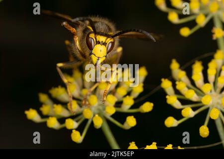 Medianwespe (Dolichovespula media), die sich von Nektar ernährt. Dies ist eine relativ neue Art für das Vereinigte Königreich und erweitert ihr Sortiment nach Norden. Stockfoto