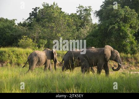 Gruppe afrikanischer Elefanten, die im Murchison Falls National Park, Uganda, entlang des trockenen Flussbetts wandern. Stockfoto