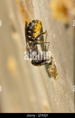 Weibliche Großkopf-Harzbiene (Heriades truncorum), die das Loch versiegelt hat, in dem sie ihre Eier in dieses Bienenhotel gelegt hat. Stockfoto