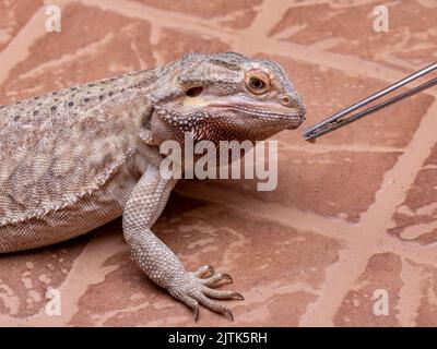 Ein bärtiger Drache (Pogona sp), der Cricket isst. Stockfoto