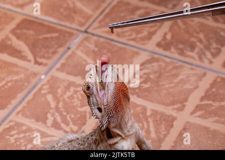 Ein bärtiger Drache (Pogona sp), der Cricket isst. Stockfoto